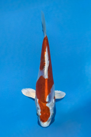 Kikusui