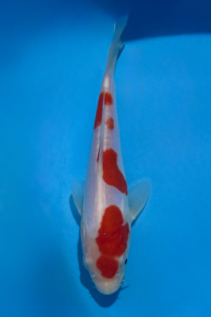 Doitsu Kohaku 