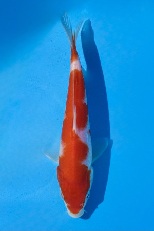 Kohaku 
