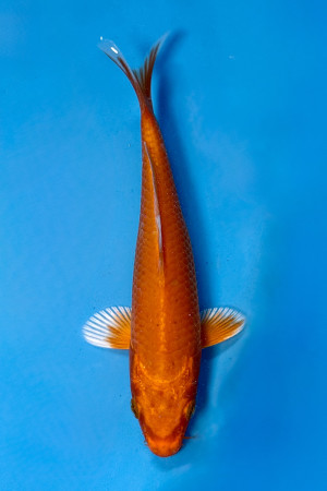 Orenji Ogon