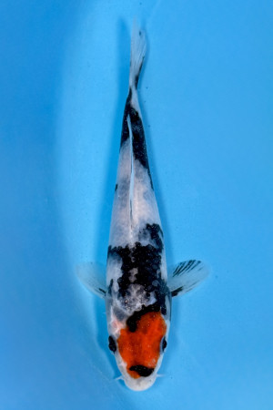 Tancho Showa