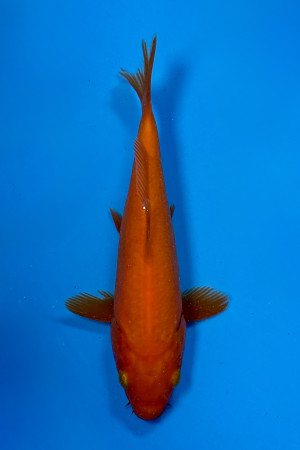 Benigoi