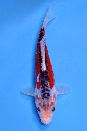 Shusui 