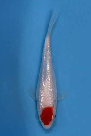 Mini Ginrin Tancho Kohaku