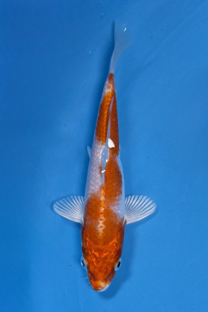 Sakura Ogon