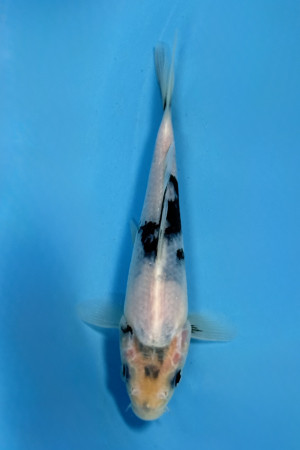 Shiro Utsuri