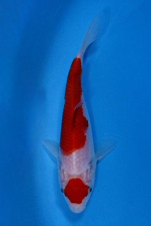 Maruten Kohaku 