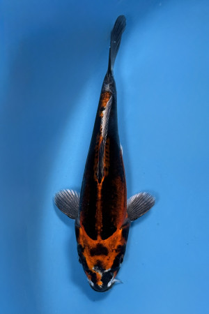 Beni Kikokuryu