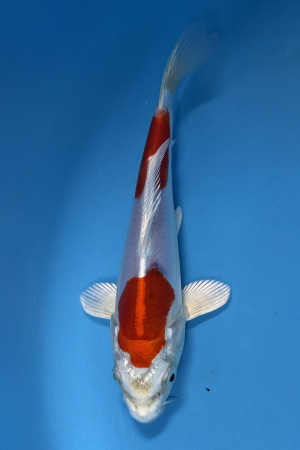 Heisei Nishiki
