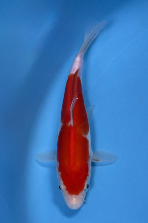 Doitsu Kohaku