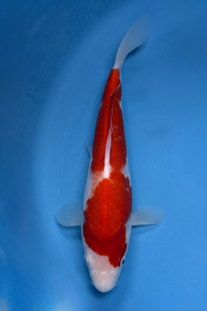 Kohaku