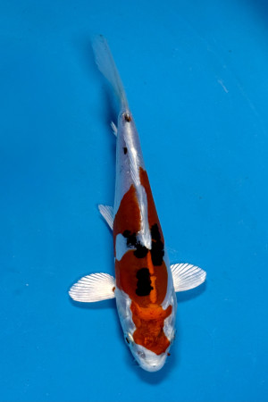 Heisei Nishiki