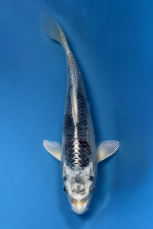 Wagoi Kikokuryu