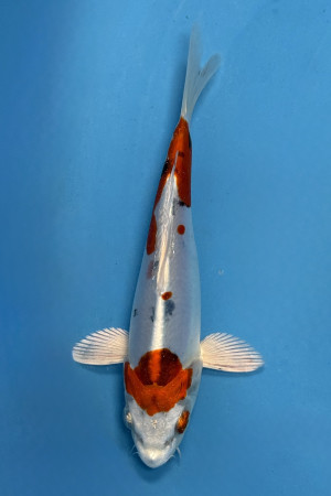 Kuchi Beni Heisei Nishiki 