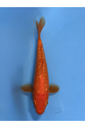 Ginrin Benigoi