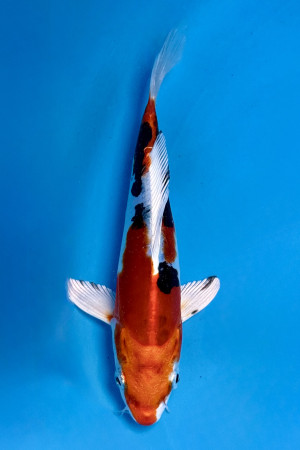 Heisei Nishiki