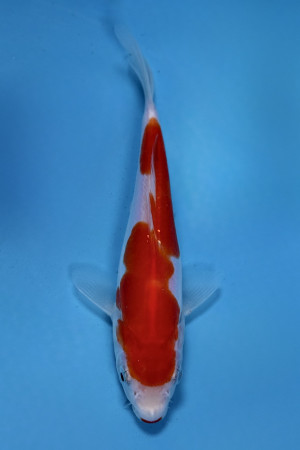 Kuchi Beni Doitsu Kohaku
