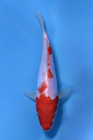 Doitsu Kohaku