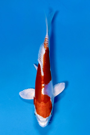Kikusui