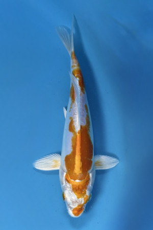 Doitsu Hariwake