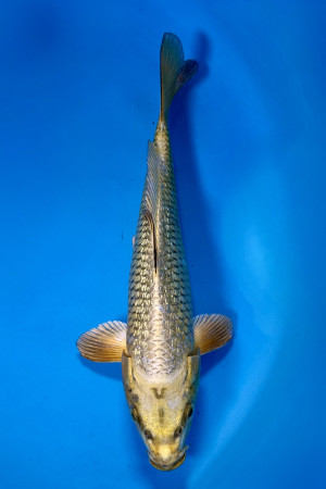 Ginrin Mukashi Ogon