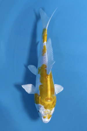 Doitsu Lemon Hariwake