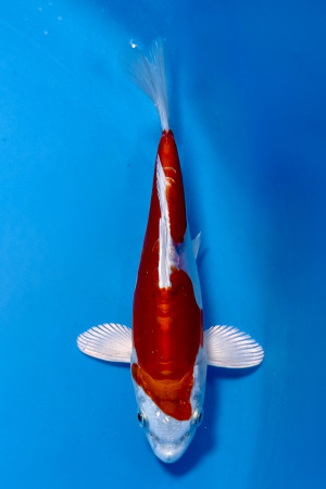 Kikusui