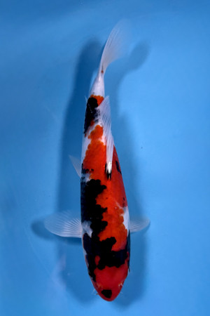 VHQ Tateshita Jumbo Tosai