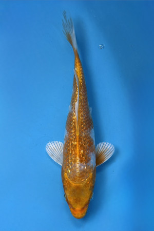 Ginrin Hariwake