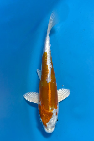 Kikusui