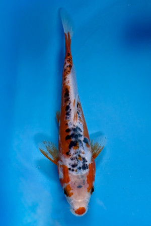 Shusui 