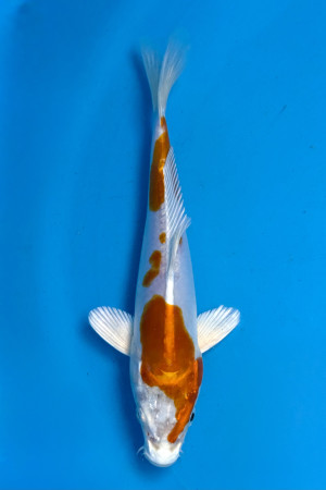 Kikusui