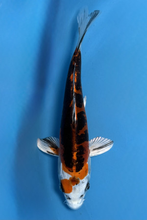 Heisei Nishiki