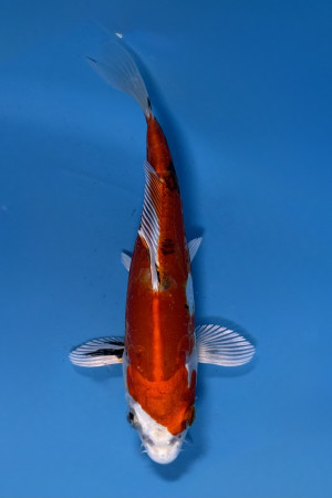 Heisei Nishiki