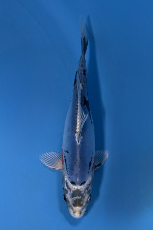 Beni Kikokuryu