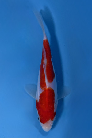 Doitsu Kohaku