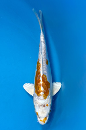 Doitsu Hariwake