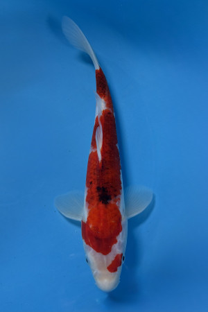 Goromo