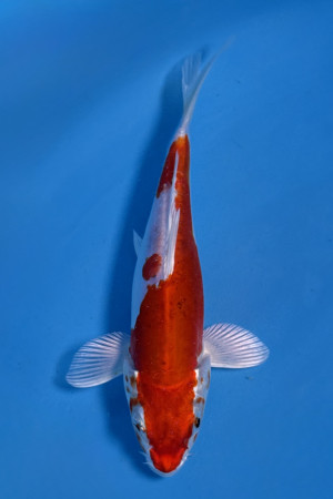 Kikusui