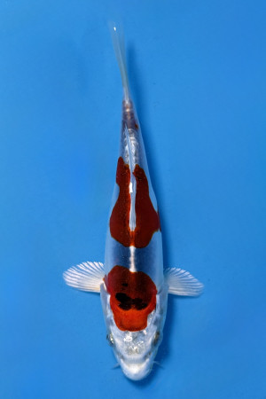 Beni Kikokuryu