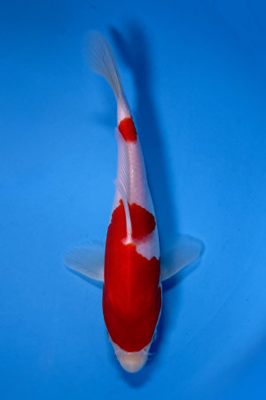 Kohaku 