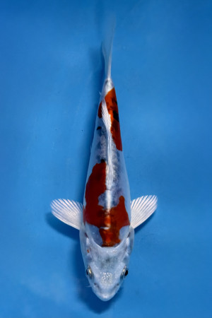 Kikusui