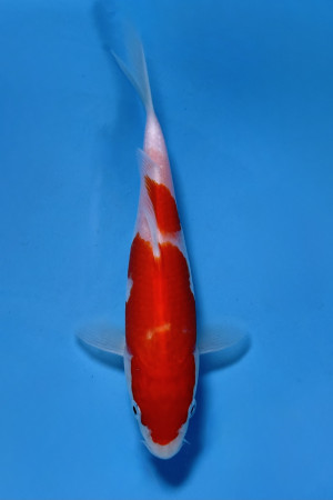 Kohaku