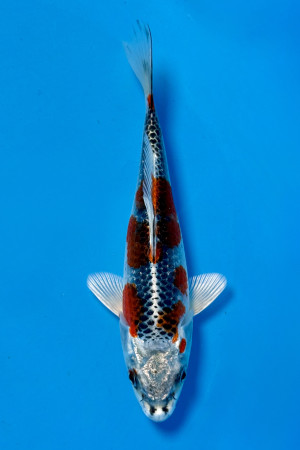 Kujaku