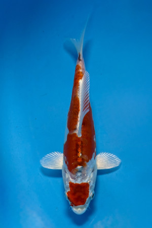 Maruten Kikusui