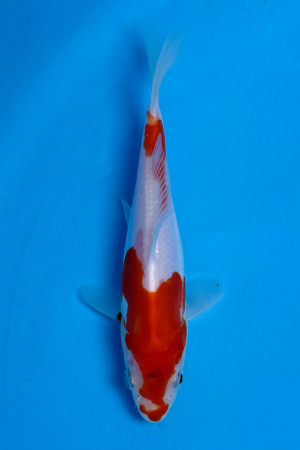 Doitsu Kohaku