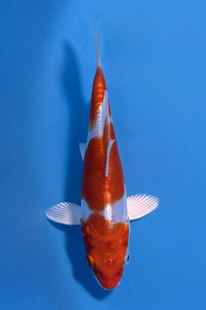 Kikusui