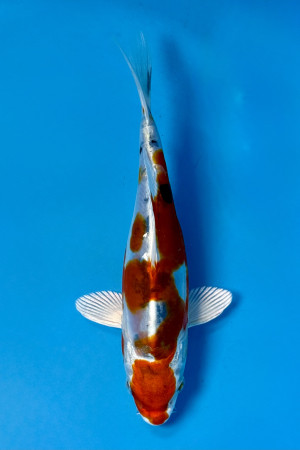 Heisei Nishiki