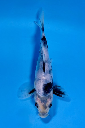 Shiro Utsuri 