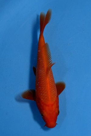 Benigoi